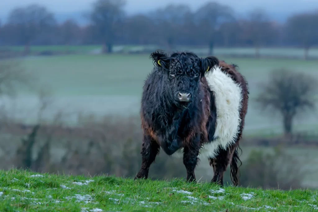 Belted Galloway - raça de gado de corte originária da Escócia.